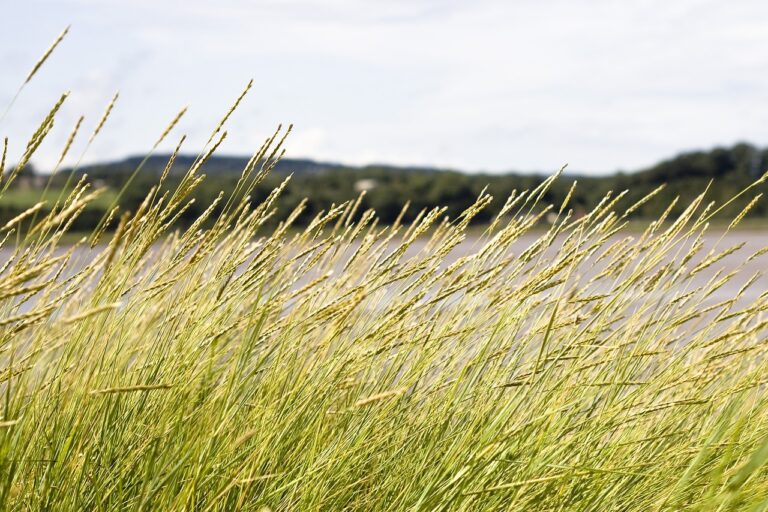 The Magic of a Soulful Breeze